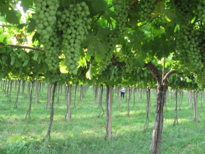 Grapes of Valpolicella